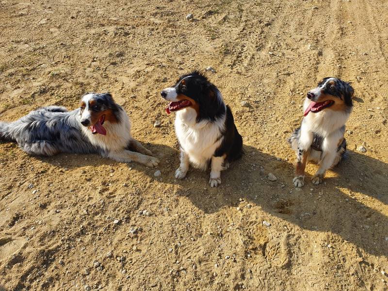 Balade Canine éducative pour votre chien encadré par un éducateur canin autour de Vaison la Romaine dans le Vaucluse