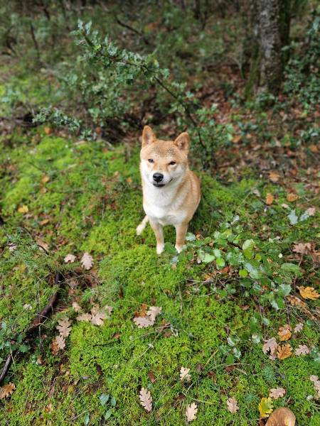 Balade en forêt et éducation canine avec ma Shiba Inu à côté de Vaison la Romaine 
