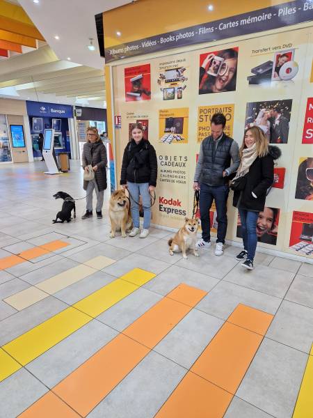 Cours collectif chiens et chiots au centre commercial Orange dans le Vaucluse 84